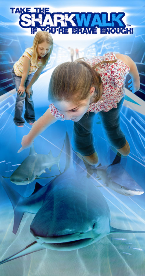 The London Aquarium - London Aquarium tickets - The Shark Walk