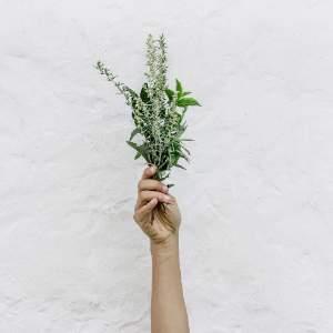 Plant Medicine for Women's Health